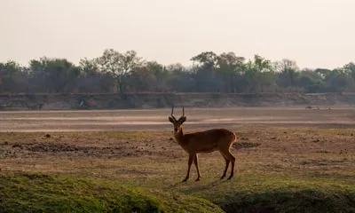 Zambia